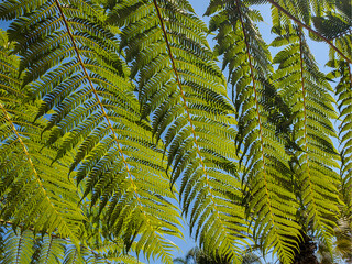 huge bracken fern in sunny day