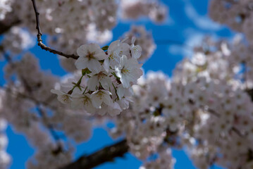 cherry tree blossoms