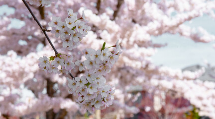 cherry tree blossoms