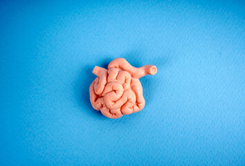 Small intestines, human internal organ part. Human anatomy concept internal organ part.