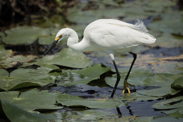 Snowy Egret in the Stick Marsh, Fellsmere, Florida.