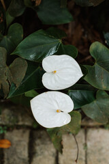 beautiful white flower cup of milk