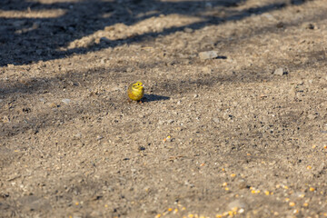 Common Bunting - Emberiza citrinella - a small songbird standing on the ground and picking grain