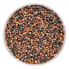 broccoli organic sprouting seeds in a Petri dish isolated on white