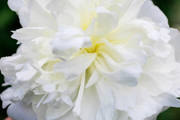 Close up of a large white peony flower with soft petals