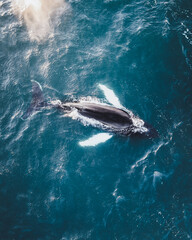 Humpback whale in North Iceland