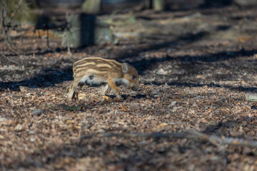 Wild boar - Sus scrofa - in the forest and by the in its natural habitat. Photo of wild nature