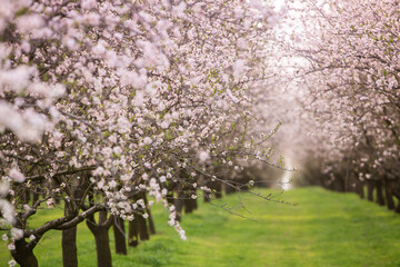 Blossoming almond orchard. Beautiful trees with pink flowers blooming in spring in Europe. Almond...