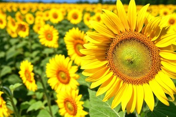 Obraz premium Vibrant sunflower field in full bloom under bright blue sky