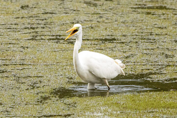 aigrette