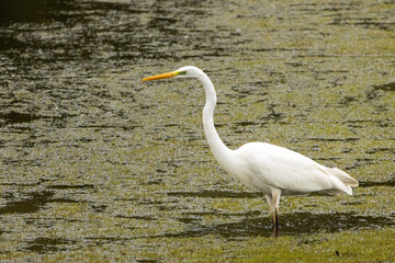 aigrette