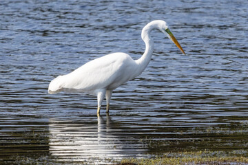 aigrette