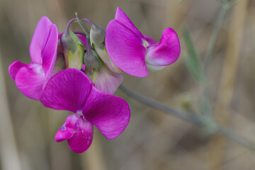 pink sweet pea, close-up of pink lathyrus, veins of a pink flower, gray background, buds of the...