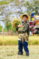 Harvesting rice rural thailand photography agricultural landscape close-up sustainable farming practices