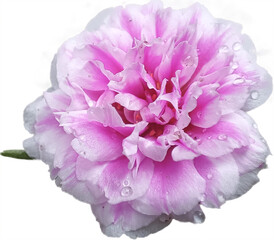 Pink and White Moss Rose (Portulaca grandiflora) with Dewdrops in Soft Focus