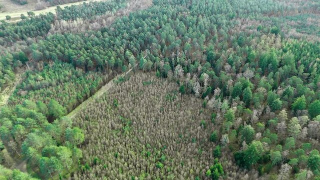Aerial Panning Up View Of New Forest Starting From Scarce Forest To Plentiful Trees