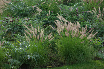 Jardin de graminées