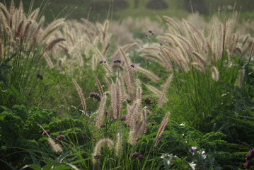 Graminées au jardin d'été