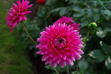 Obraz premium Dahlia rose au jardin en été