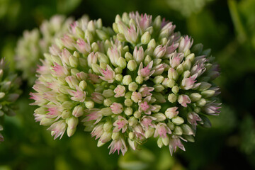 Sedum garden plants, flowers close-up, flowering green plant
