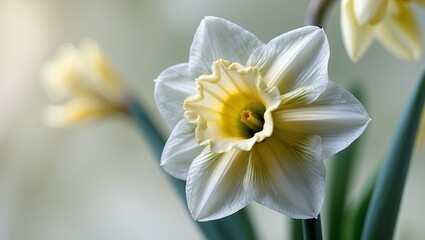 Close-up of a beautiful white and yellow daffodil with soft lighting