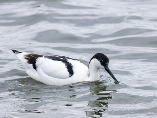 avocette élégante