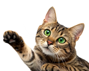 A playful kitten stretches its paw upward, trying to reach for an object just out of its grasp