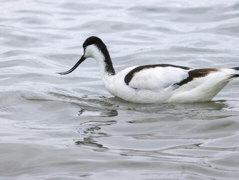 avocette &eacute;l&eacute;gante