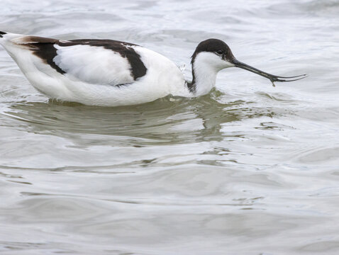avocette &eacute;l&eacute;gante