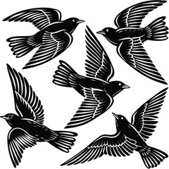Flying Popular birds silhouette isolated on white background.