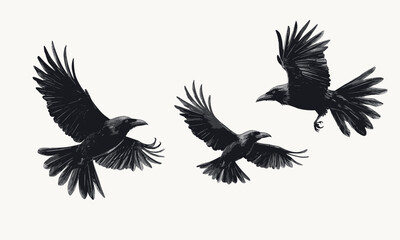 Obraz premium Three flying crows on white background, black silhouette - vector