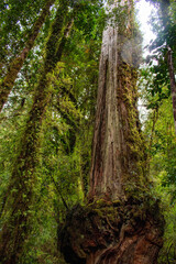 Ancient Larch, Pumalin Park Chile