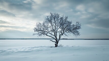 Serene Landscapes of Trees: Reflections, Seasons, and Scenic Beauty Captured in Nature's Artistry