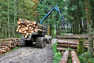 Holzarbeiten im Wald