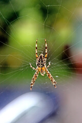 Spinne