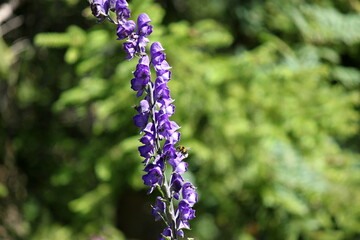 Lila Blüte