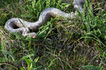 Vipera ammodytes. Close-up of Vipera ammodytes crawling in the grass. Selective focus.