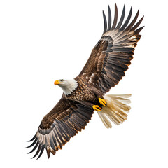 Obraz premium Elegant Image of a Soaring Bald Eagle, Bright Transparent Background