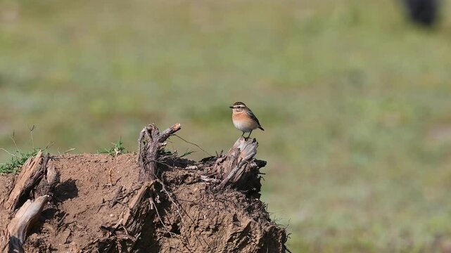 Cute little songbird on a branch. Blurred background. Whinchat, Saxicola rubetra.