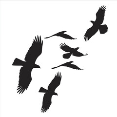 Flying Popular birds silhouette isolated on white background.