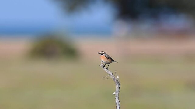 Cute little songbird on a branch. Blurred background. Whinchat, Saxicola rubetra.