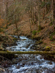 stream in the forest
