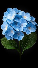 Blue Hydrangea Bloom Closeup.