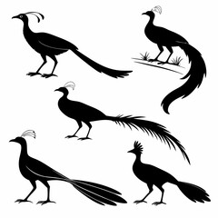 Lyrebird icon set black silhouette icon vector