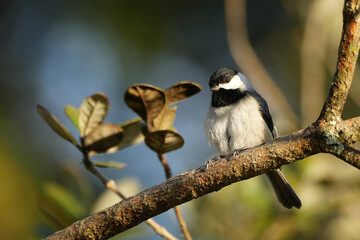 Carolina Chickadee on a branch