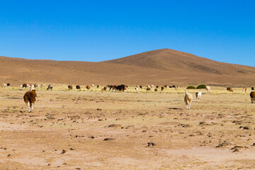 Bolivian llama breeding,Bolivia