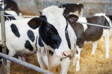 Young black and white cows and bulls on a farm in a barn.