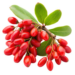branch of red currant