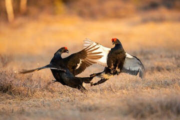 Black Grouse (Lyrurus tetrix). Grouse Males Engage in Energetic Territorial Fight. Frosty meadow in soft morning light. The spread wings and intensity showcase the peak of mating competition.