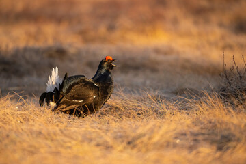Black Grouse (Lyrurus tetrix). Grouse Calls Out Loudly During Courtship Display. Open frosted grassland under golden early light. The forward-leaning posture and open beak capture peak intensity.